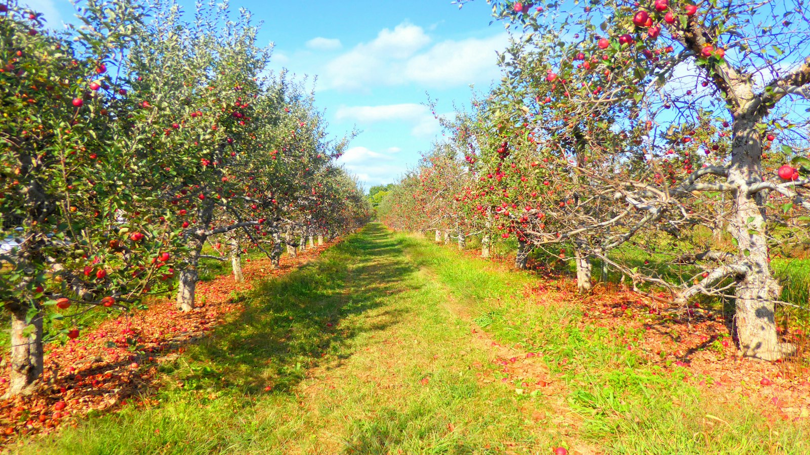 Example photo of rows of apple trees in an orchard in autumn
