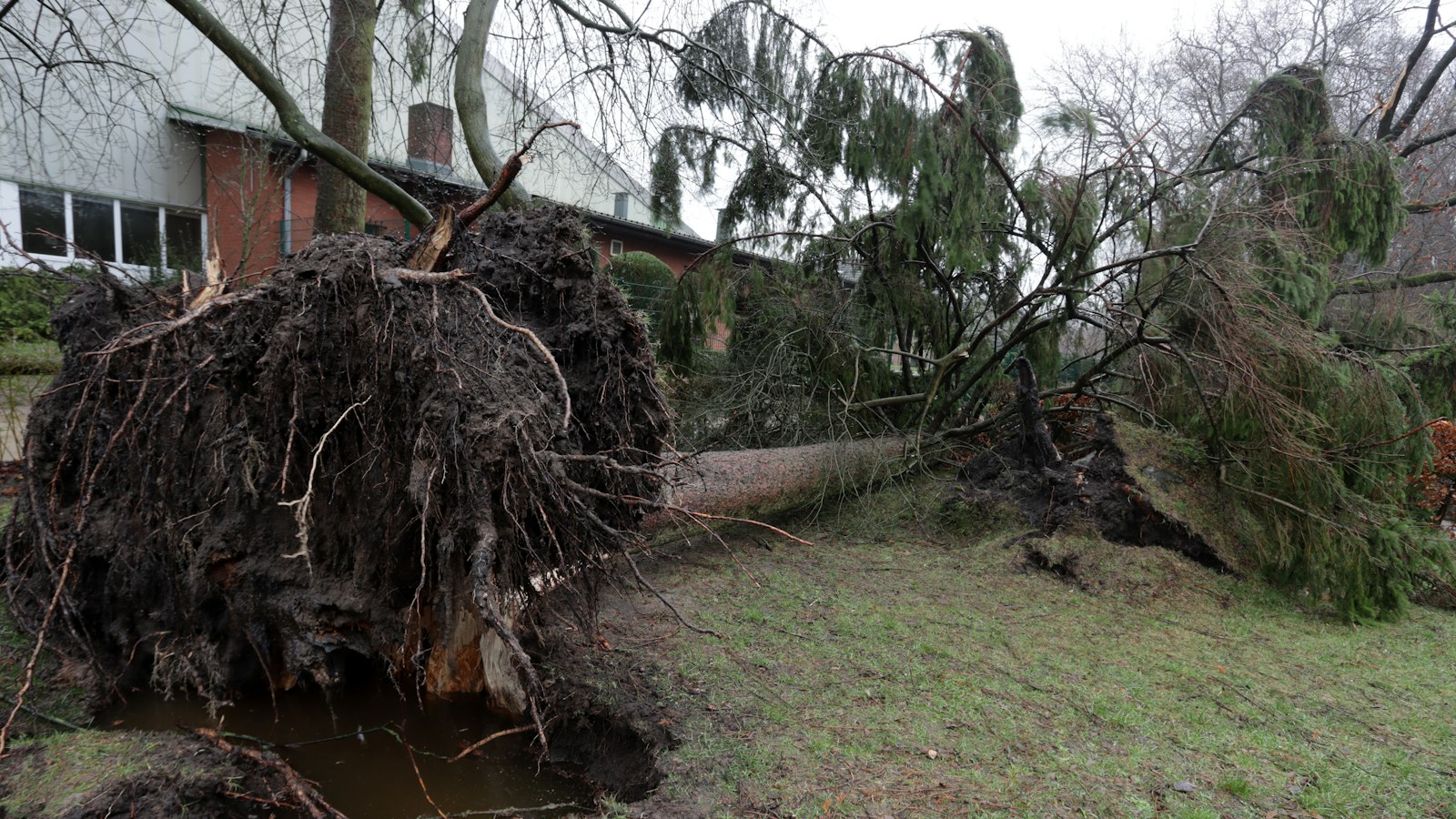 Example photo of an uprooted tree lying across a yard beside a building after a storm, the kind of job we do in Ridgeway, Ontario