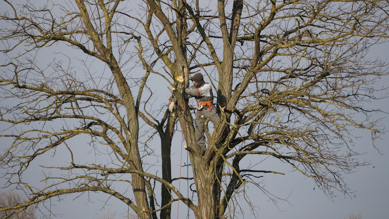 Example photo of a climber pruning the bare crown of a big tree, the kind of pruning we do across Niagara