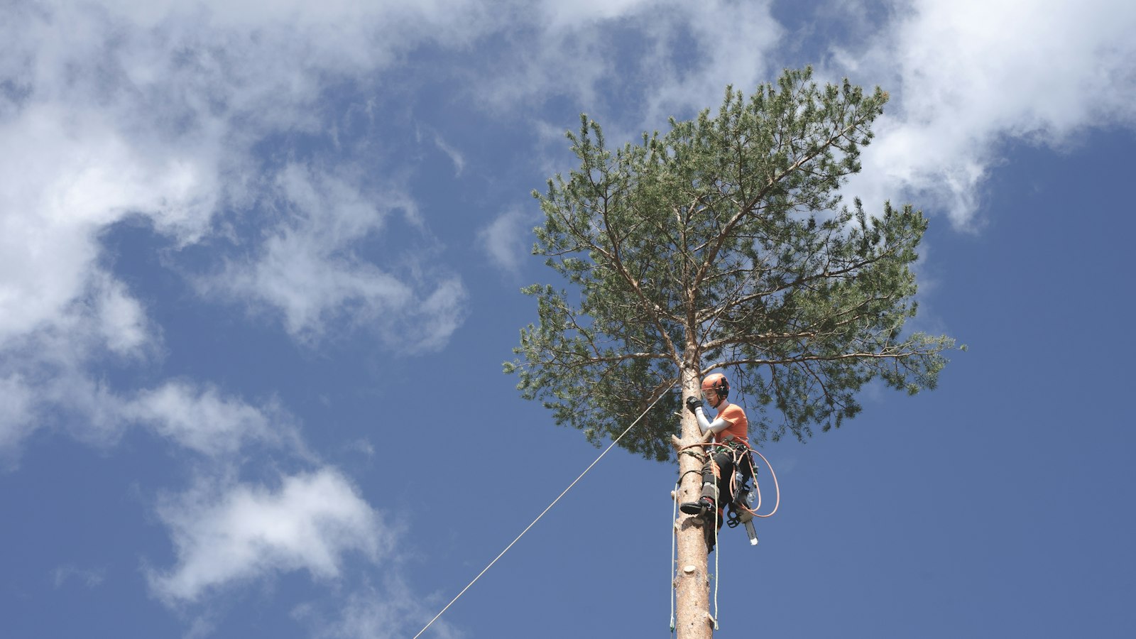 Example photo of a tall pine being taken down in sections with ropes