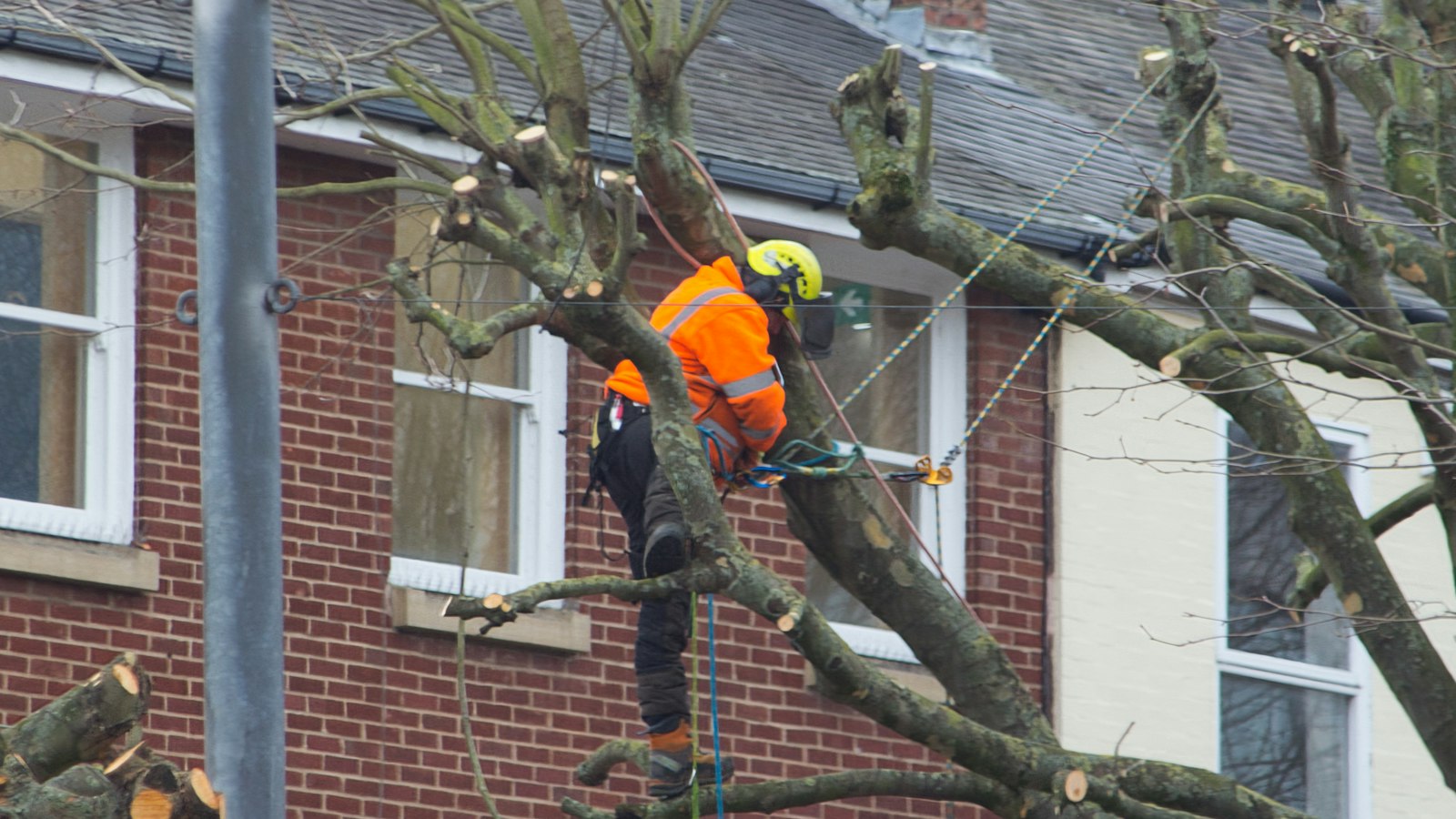 Example photo of an arborist in a hi-vis vest cutting back branches beside a brick house